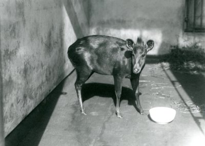 Un duiker di Abbott allo zoo di Londra, aprile 1922 da Frederick William Bond